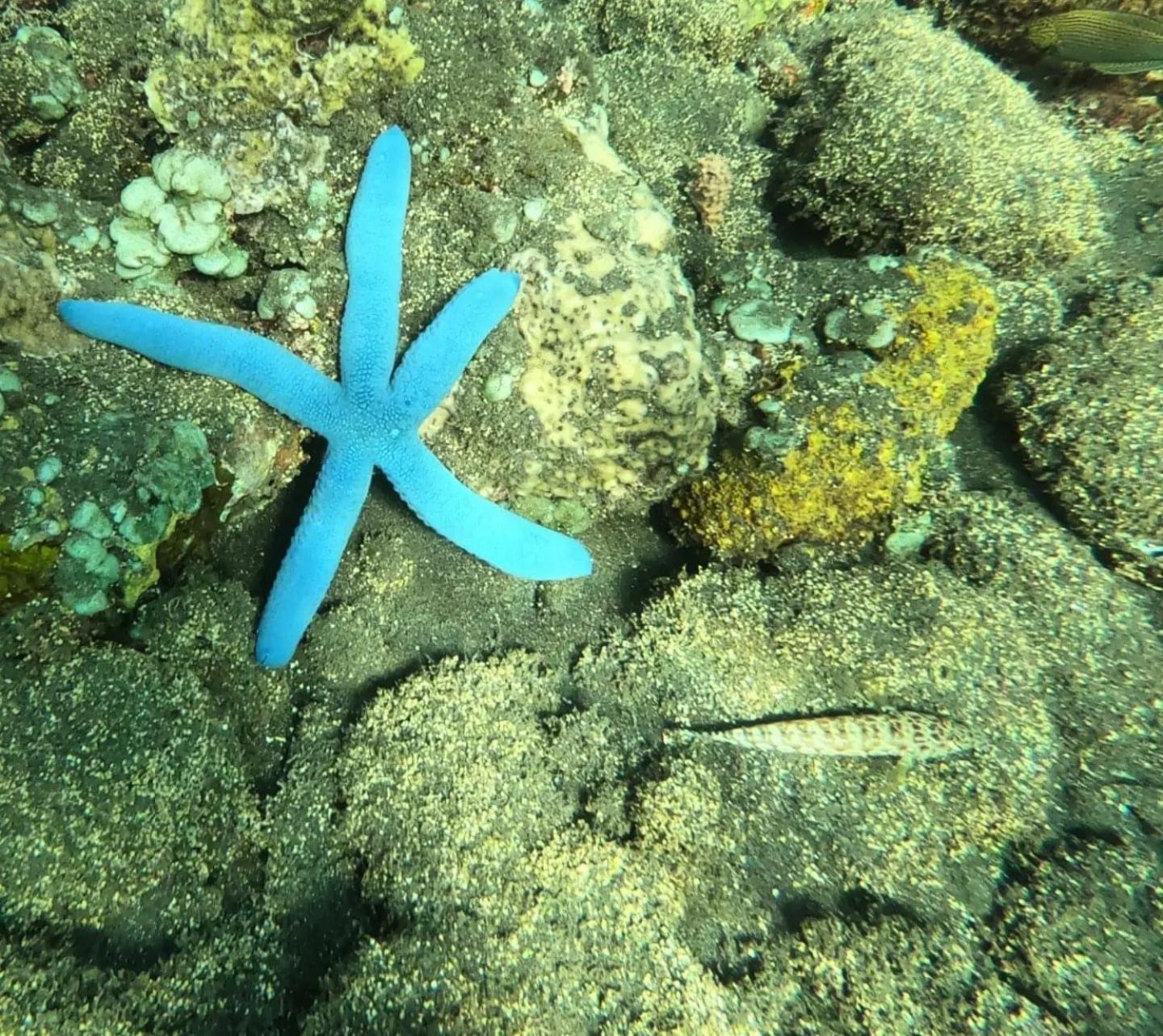 Séjour chez l'habitant Bali Sambirenteng *